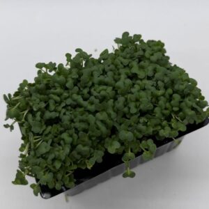 Mustard Cress